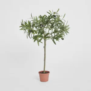 Olive Topiary 65cm by TREE CREATIONS, a Plants for sale on Style Sourcebook