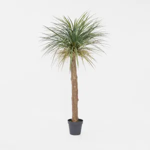 Grass Tree Large 2m by TREE CREATIONS, a Plants for sale on Style Sourcebook