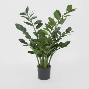 Zanzibar (Smargago) Potted Plant 66cm by TREE CREATIONS, a Plants for sale on Style Sourcebook