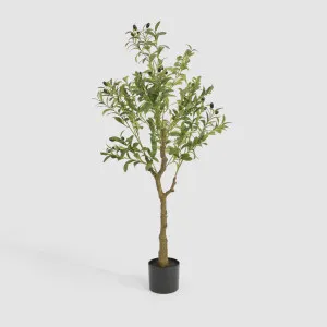 Potted Olive Tree 120cm by TREE CREATIONS, a Plants for sale on Style Sourcebook