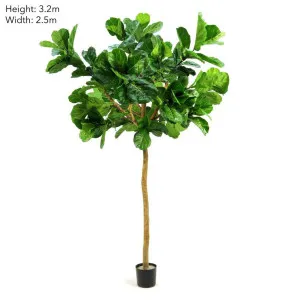 Fiddle Leaf Giant Tree 3.2m by TREE CREATIONS, a Plants for sale on Style Sourcebook