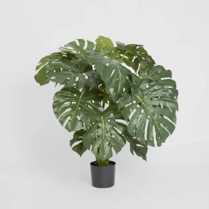 Monstera Split Philo 98cm by TREE CREATIONS, a Plants for sale on Style Sourcebook