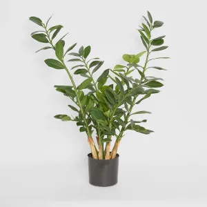 Zanzibar (Smargago) Potted Plant 90cm by TREE CREATIONS, a Plants for sale on Style Sourcebook