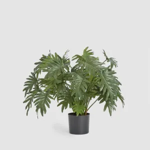 Split Philo Potted Bush 75cm by TREE CREATIONS, a Plants for sale on Style Sourcebook