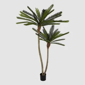 Cycus Palm Tree 220cm by TREE CREATIONS, a Plants for sale on Style Sourcebook