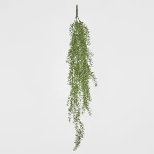 Asparagus Hanging Bush 1.05m by Florabelle Living, a Plants for sale on Style Sourcebook