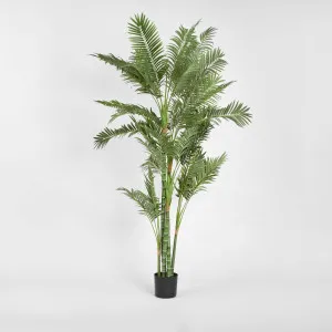 Parlour Palm Twisted Trunk 1.8m by TREE CREATIONS, a Plants for sale on Style Sourcebook