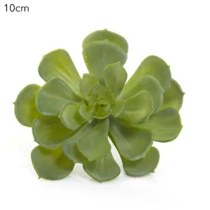 Echeveria succulent 10cm Green by Florabelle Living, a Plants for sale on Style Sourcebook