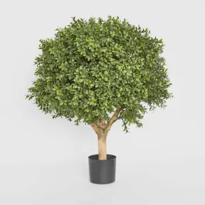 Boxwood Ball Tree 65cm by TREE CREATIONS, a Plants for sale on Style Sourcebook