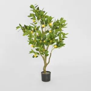 Lemon Tree 120cm by JMC FLORALS, a Plants for sale on Style Sourcebook