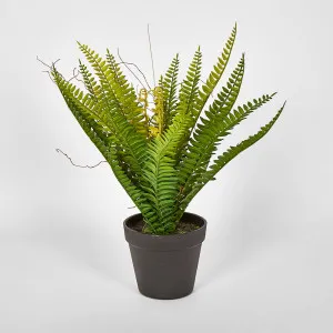 Potted Fern 28cm by JMC FLORALS, a Plants for sale on Style Sourcebook