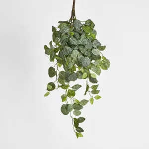Long Fittonia Hanging Bush 83cm Green by JMC FLORALS, a Plants for sale on Style Sourcebook
