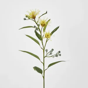 Flowering Eucalyptus Yellow by JMC FLORALS, a Plants for sale on Style Sourcebook