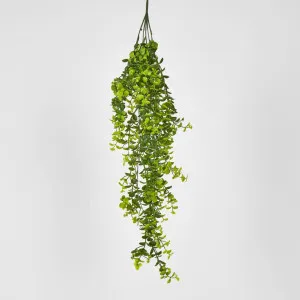 Hanging Buxus Greenery by JMC FLORALS, a Plants for sale on Style Sourcebook