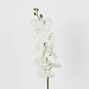 Moth Phalaenopsis Orchid Spray White by JMC FLORALS, a Plants for sale on Style Sourcebook
