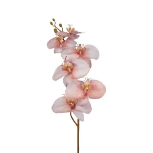 Orchid Single Phalaenopsis Stem 80cm Sunset by Florabelle Living, a Plants for sale on Style Sourcebook