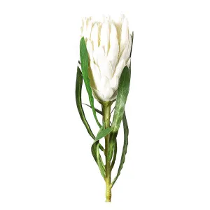 Protea Queen Stem 63cm White by Florabelle Living, a Plants for sale on Style Sourcebook