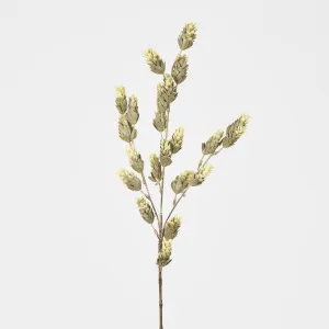 Hop Spray White by JMC FLORALS, a Plants for sale on Style Sourcebook