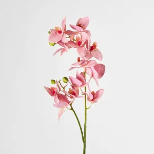 Phalaenopsis Orchid Spray Pink by JMC FLORALS, a Plants for sale on Style Sourcebook