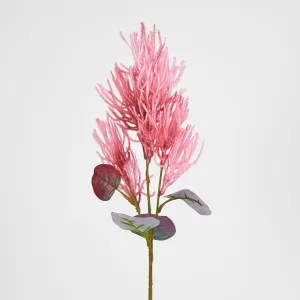 Smoke Bush Dark Pink by JMC FLORALS, a Plants for sale on Style Sourcebook