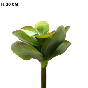 Flapjack Succulent 30cm by Florabelle Living, a Plants for sale on Style Sourcebook