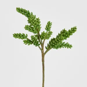 Succulent 37cm by Florabelle Living, a Plants for sale on Style Sourcebook