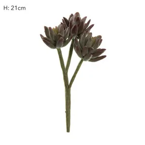 Agave succulent Stem 20cm Burgundy by Florabelle Living, a Plants for sale on Style Sourcebook