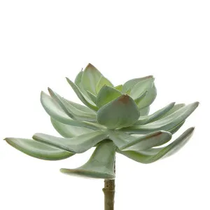 Succulent Pearl Pick 15cm Green by Florabelle Living, a Plants for sale on Style Sourcebook
