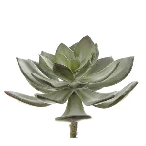 Succulent Pearl Pick 15cm Grey by Florabelle Living, a Plants for sale on Style Sourcebook