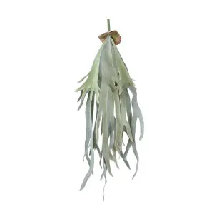 Staghorn Fern Hanging 70cm by Florabelle Living, a Plants for sale on Style Sourcebook