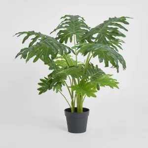 Split Philo 80cm by TREE CREATIONS, a Plants for sale on Style Sourcebook