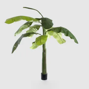 Banana Tree 2.4m by TREE CREATIONS, a Plants for sale on Style Sourcebook