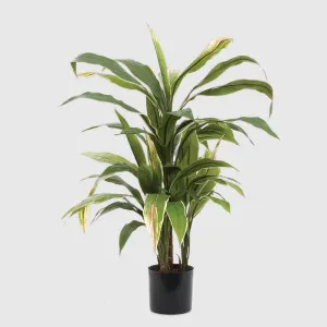 Cordyline Plant Green and Yellow 75cm by TREE CREATIONS, a Plants for sale on Style Sourcebook