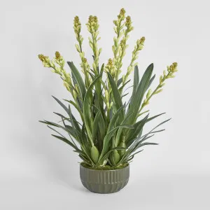 Tahlia Arrangement Olive by Florabelle Living, a Plants for sale on Style Sourcebook