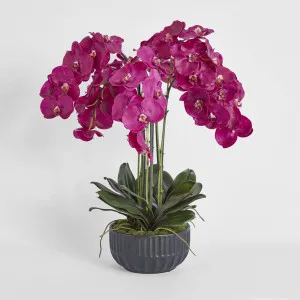 Oreana Arrangement Black by Florabelle Living, a Plants for sale on Style Sourcebook