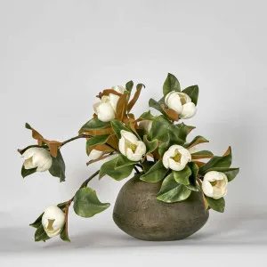 Landis Magnolia Small Arrangement by Florabelle Living, a Plants for sale on Style Sourcebook