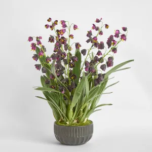 Mandine Arrangement Black by Florabelle Living, a Plants for sale on Style Sourcebook