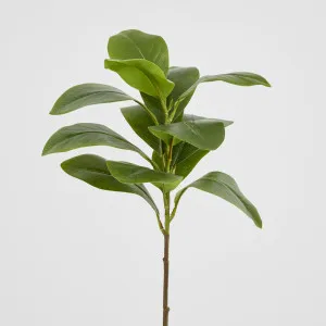 Magnolia Green Leaf Stem by Florabelle Living, a Plants for sale on Style Sourcebook