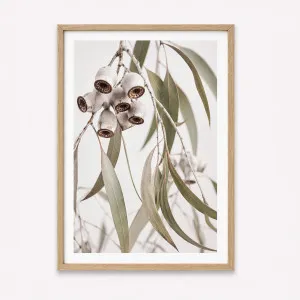 Gungarru Gumnuts by Boho Art and Styling, a Prints for sale on Style Sourcebook