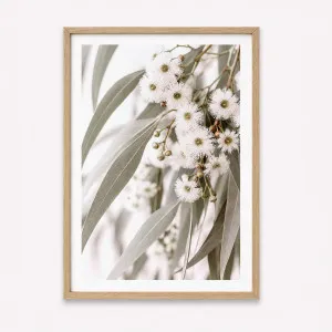Eucalyptus Blooms by Boho Art and Styling, a Prints for sale on Style Sourcebook