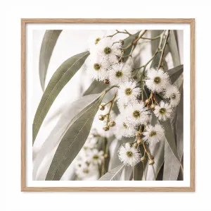 Eucalyptus Blooms (Square) by Boho Art and Styling, a Prints for sale on Style Sourcebook