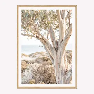 Peninsula Snow Gum by Boho Art and Styling, a Prints for sale on Style Sourcebook