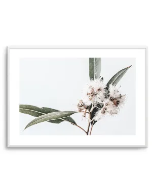 White Eucalyptus II by oliveetoriel.com, a Original Artwork for sale on Style Sourcebook