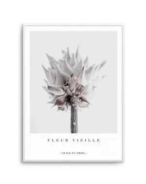 Fleur Vieille | King Protea by oliveetoriel.com, a Prints for sale on Style Sourcebook