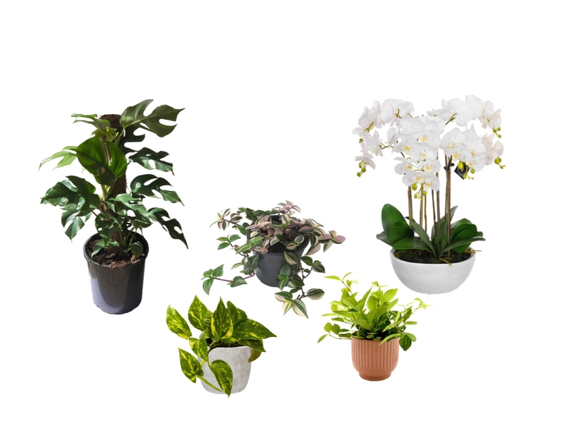 Plants Mood Board by CC88 on Style Sourcebook