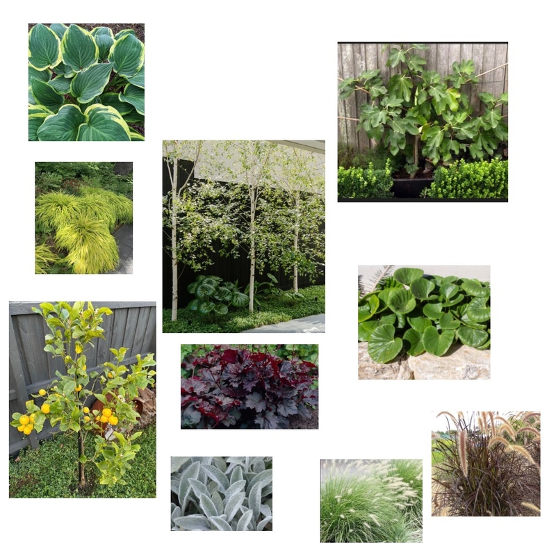 plants Interior Design Mood Board by Susan Conterno