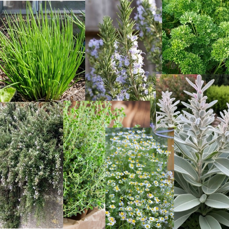 Herb Garden Interior Design Mood Board by Makiah Pippen